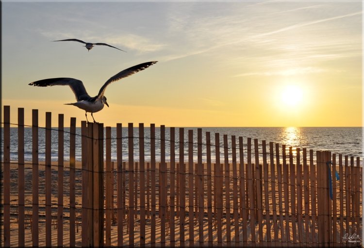 two seagulls are flying over the beach at sunset